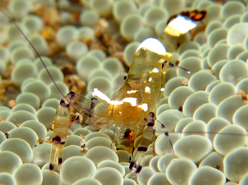 Periclimenes brevicarpalis.jpeg