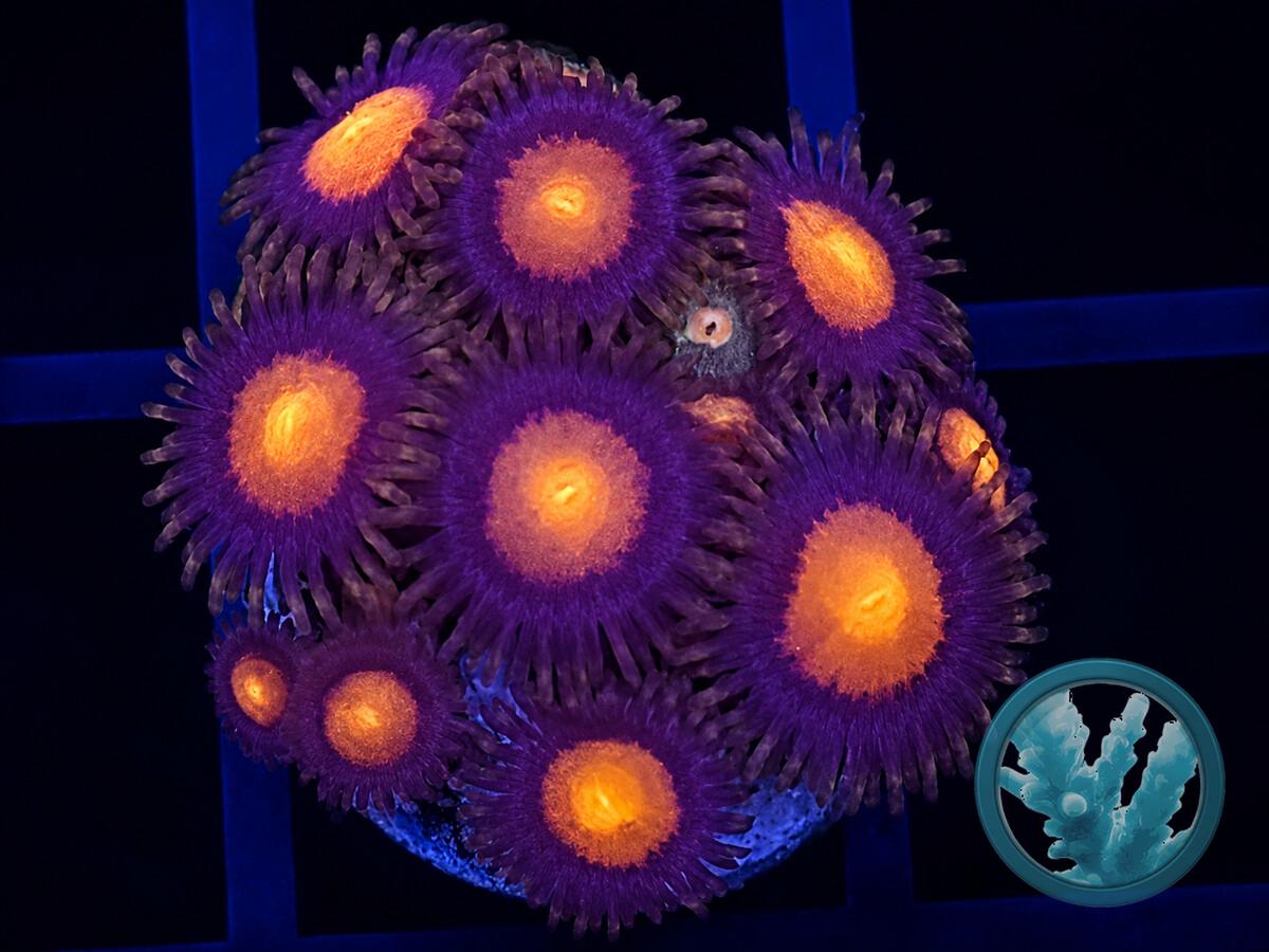 ZOAN0200.jpeg