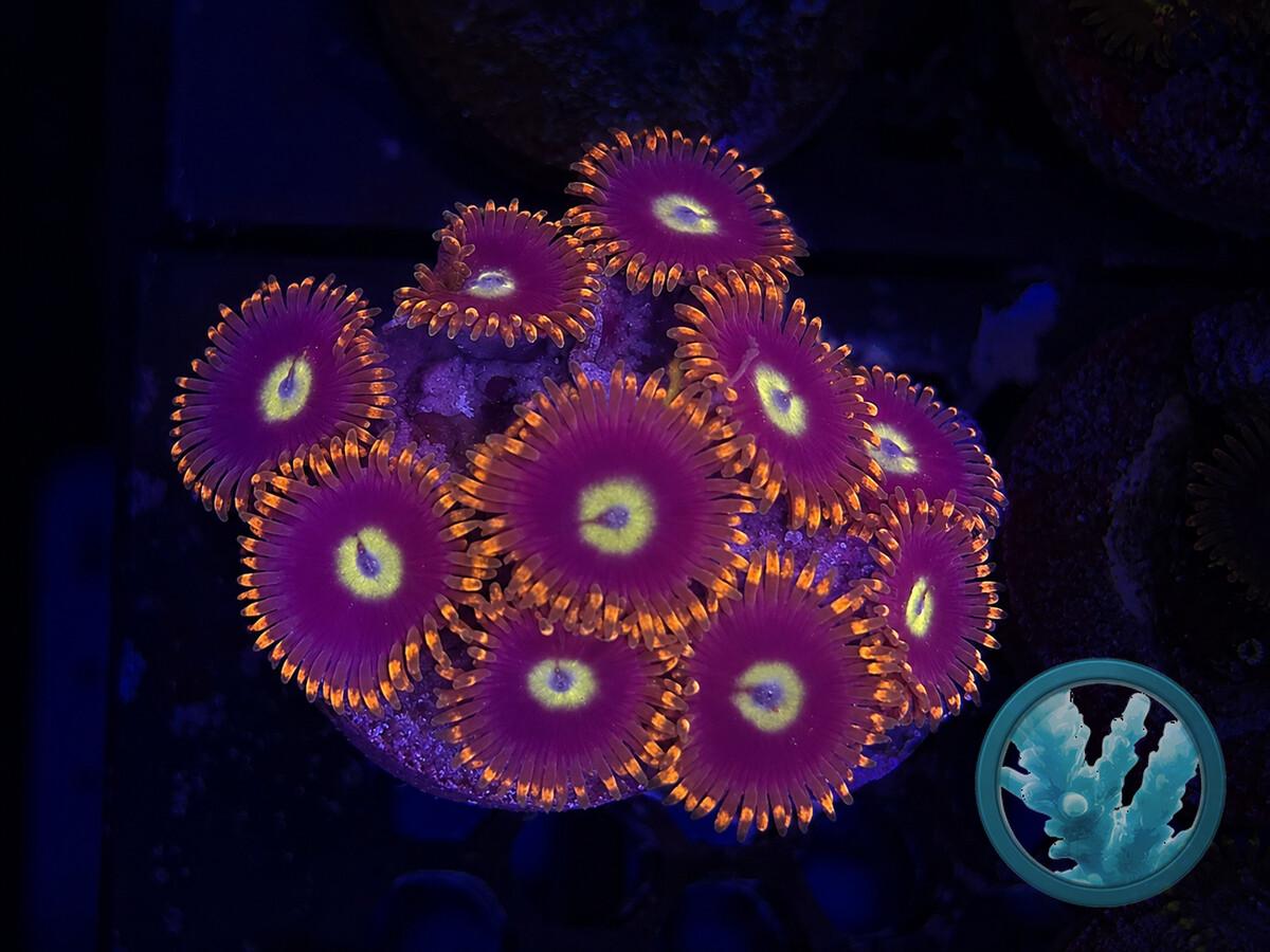 ZOAN0270.jpeg