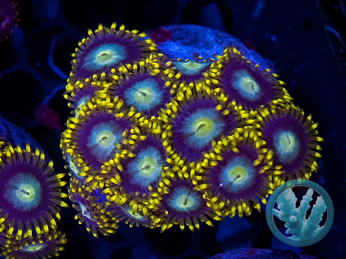 ZOAN0380.jpeg