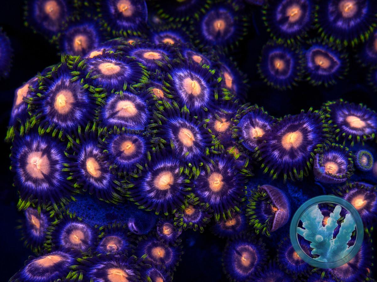 ZOAN0420.jpeg