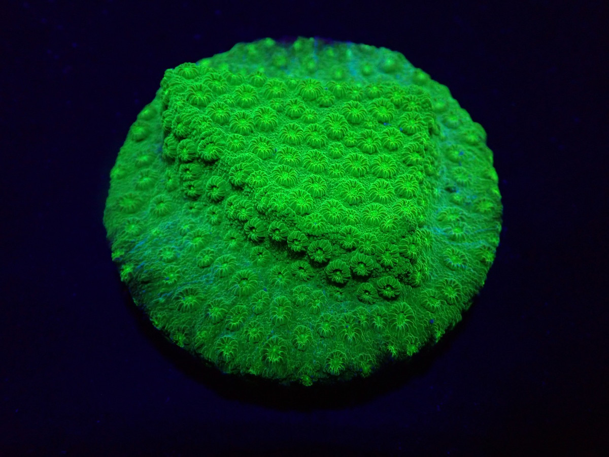 cyphastrea_1.jpeg