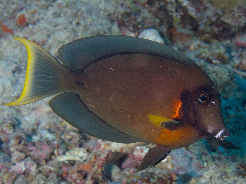 Acanthurus-tristis.jpeg