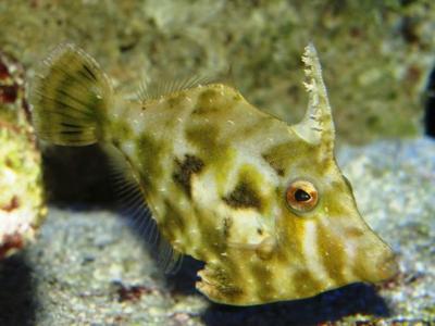 Acreichthys-tomentosus.jpeg