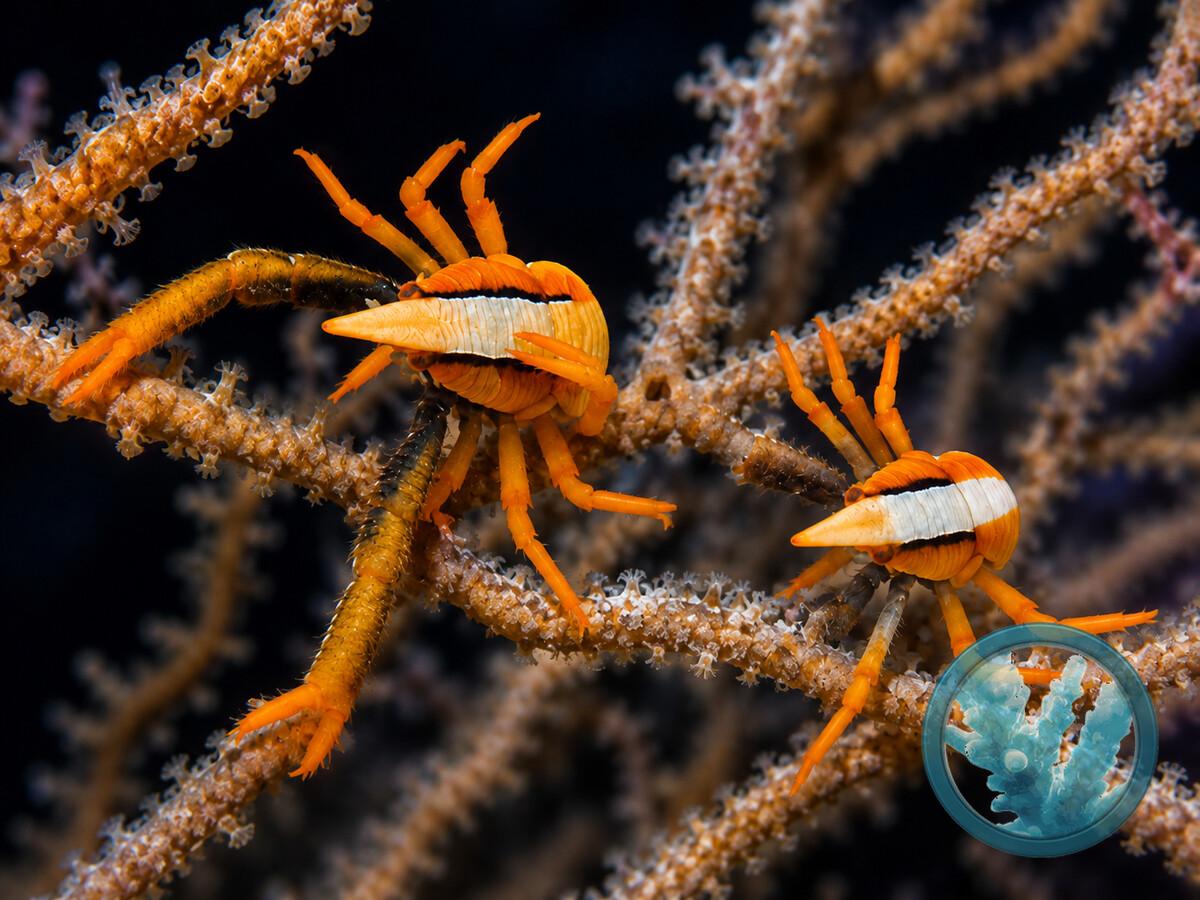 Allogalathea elegans.jpeg