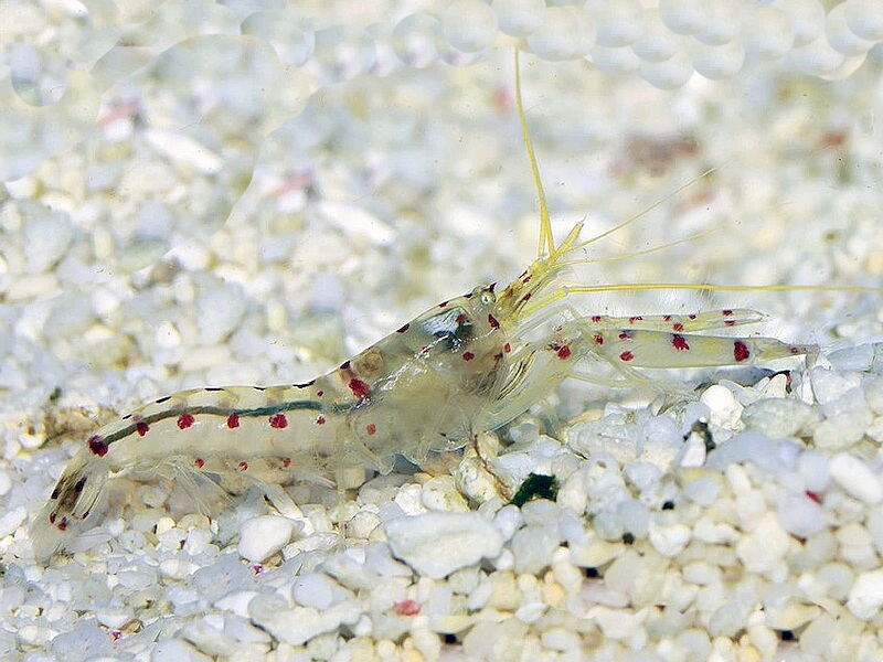 Alpheus-rubromaculatus.jpeg