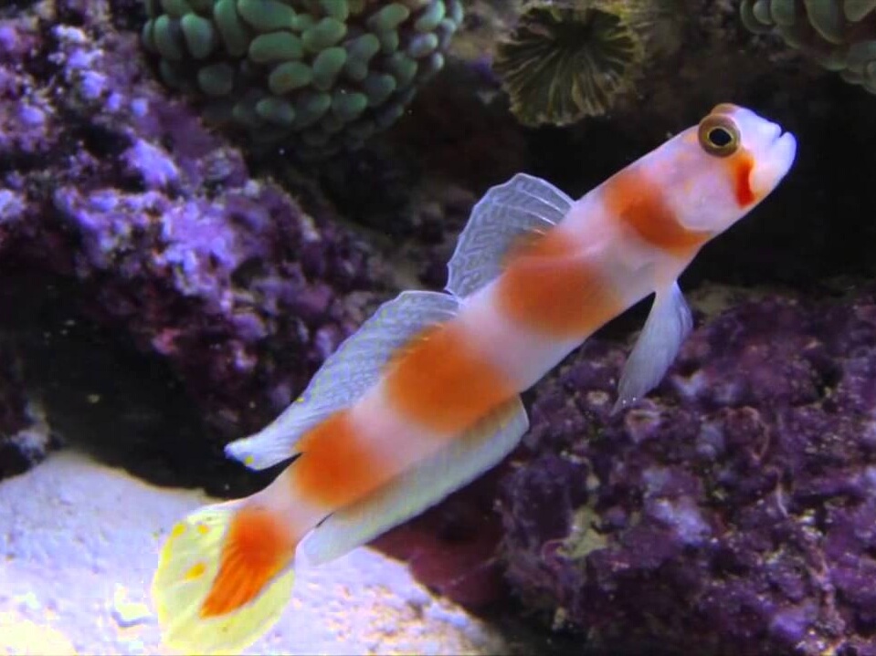 Amblygobius aurora.jpeg