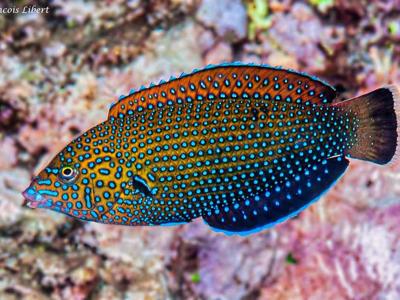 Anampses caeruleopunctatus.jpeg