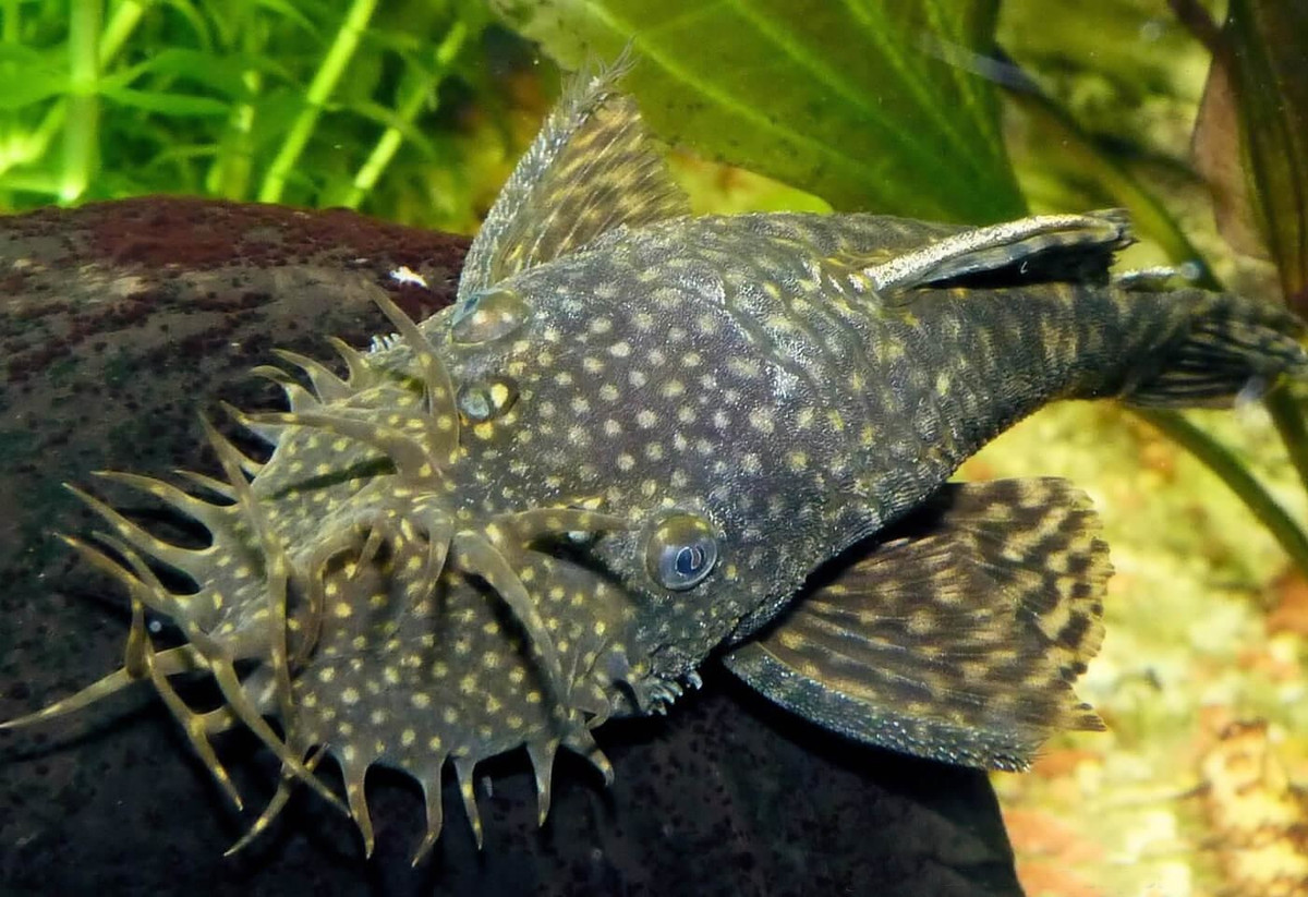 Ancistrus spp.jpeg