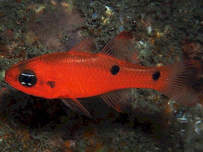 Apogon-pseudomaculatus.jpeg