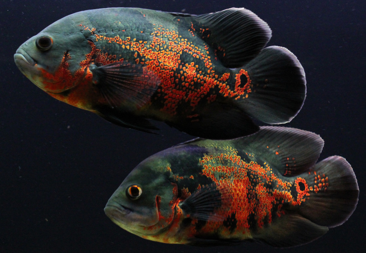 Astronotus ocellatus.jpeg