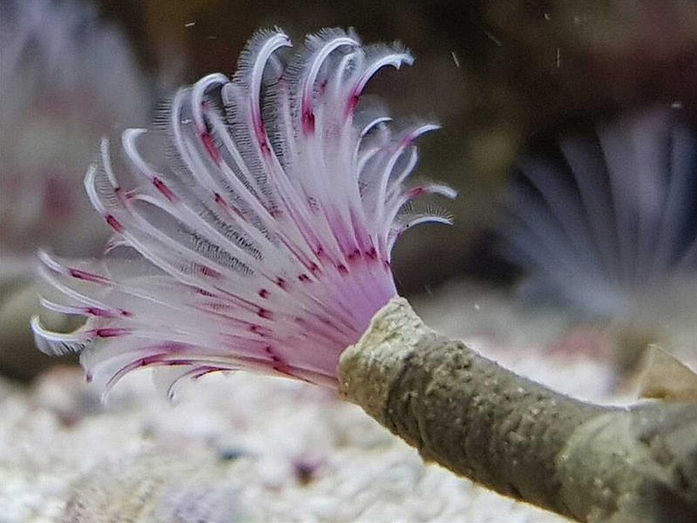 Bispira guinensis.jpeg