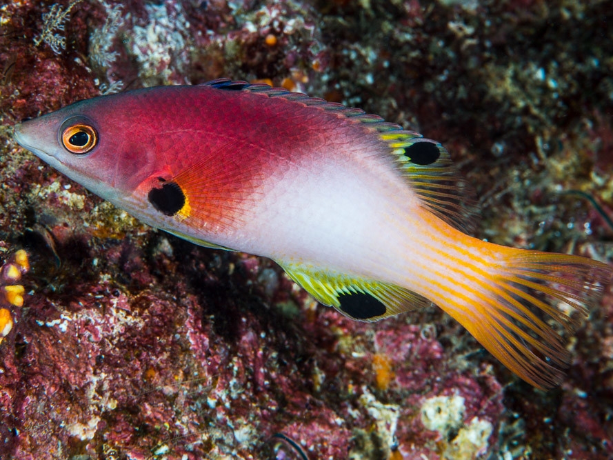Bodianus axillaris.jpeg