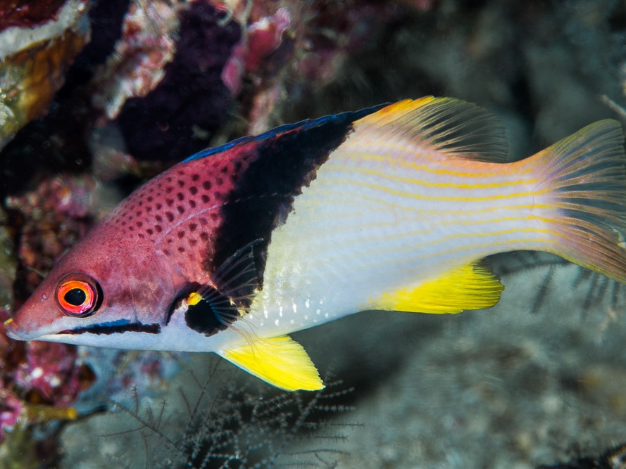 Bodianus mesothorax.jpeg