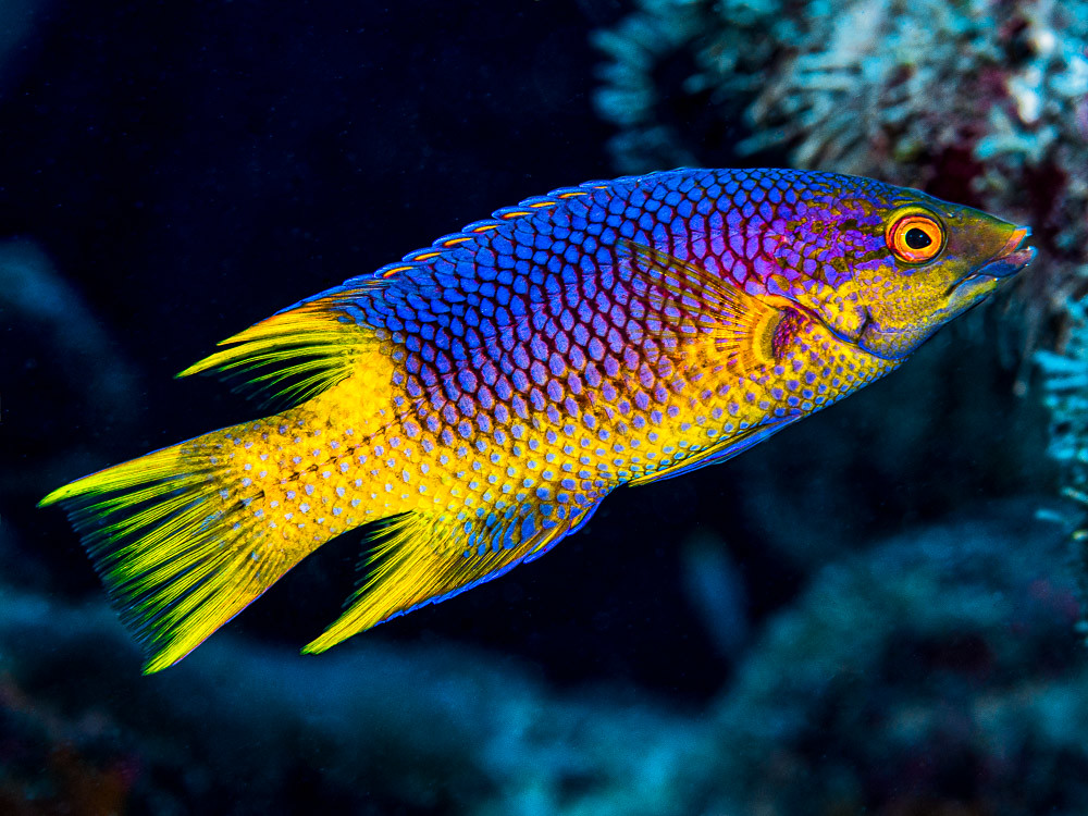 Bodianus rufus 02.jpeg
