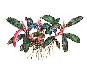 Bucephalandra 'Kedagang'.jpeg