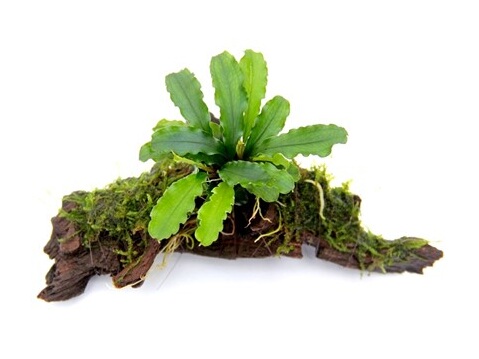 Bucephalandra ‘Wavy Green’.jpeg
