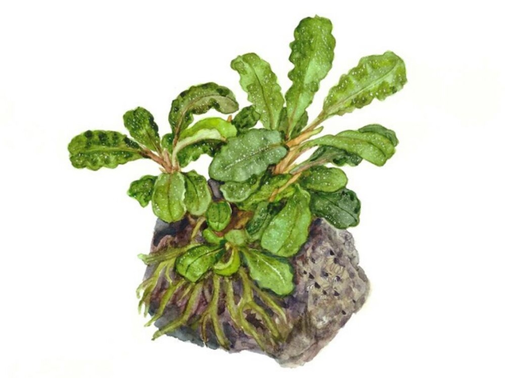 Bucephalandra pygmaea 'Bukit Kelam'.jpeg