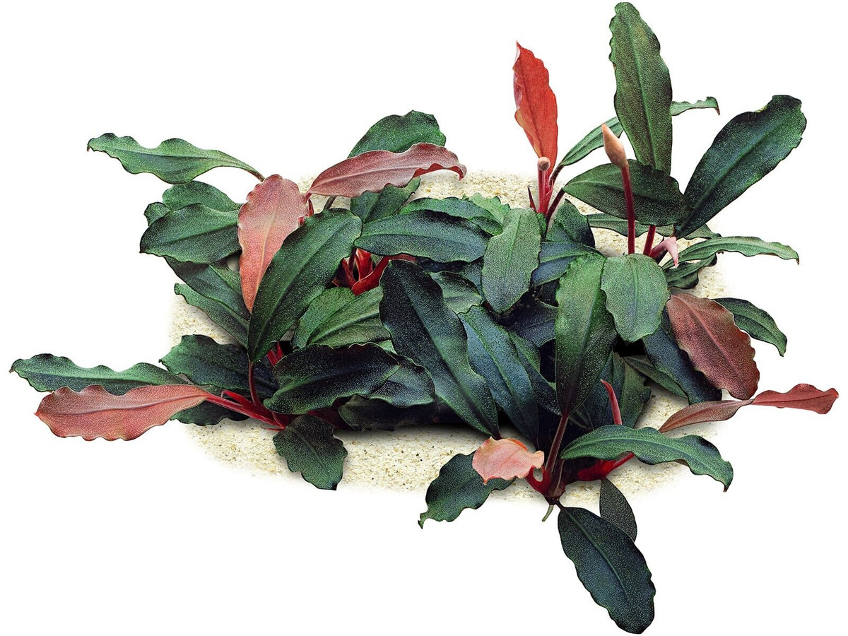 Bucephalandra sp. 'Red'.jpg