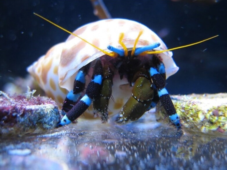Calcinus elegans.jpeg