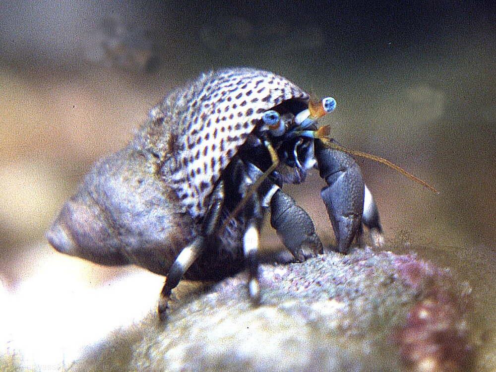 Calcinus serauti.jpeg
