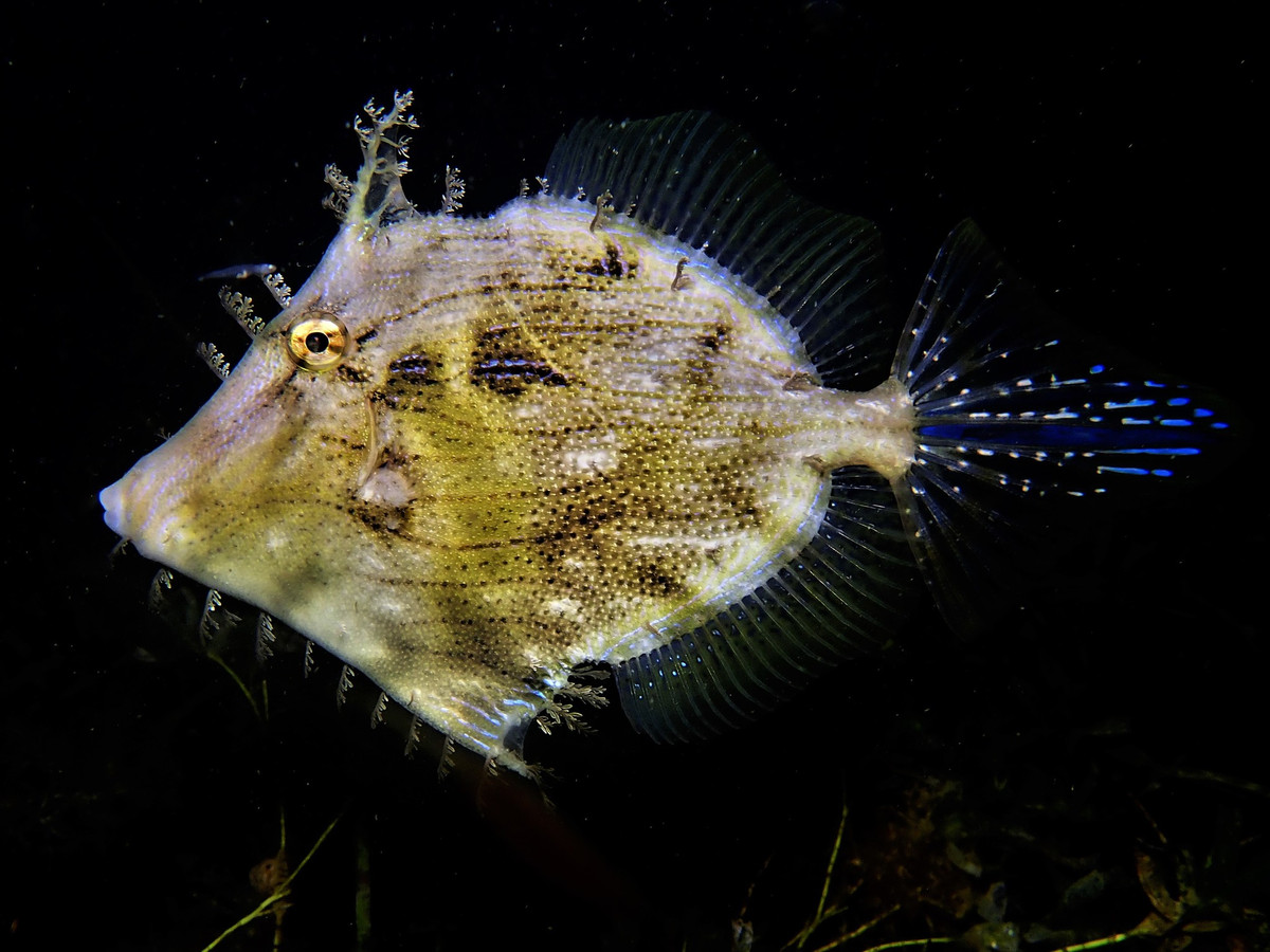 Chaetodermis penicilligerus 04.jpeg