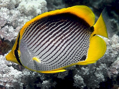 Chaetodon-melannotus.jpeg