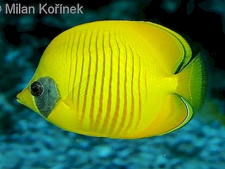 Chaetodon-semilarvatus.jpeg