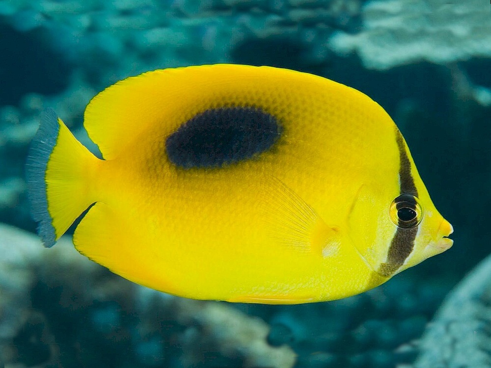 Chaetodon-speculum.jpeg