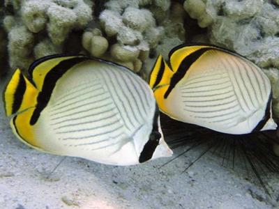 Chaetodon-vagabundus.jpeg