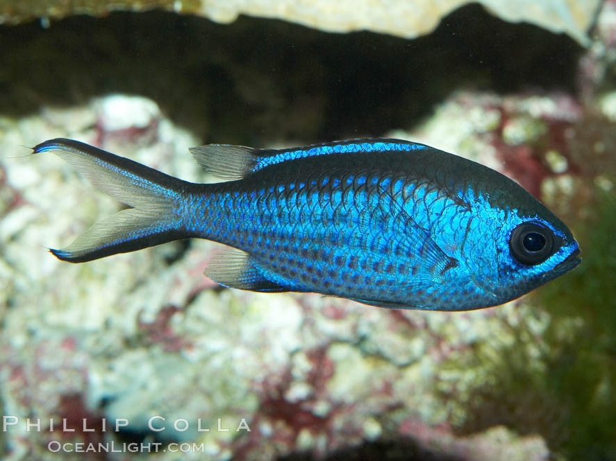Chromis-cyanea.jpeg
