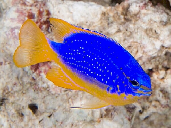 Chrysiptera-taupou.jpeg
