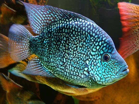 Cichlasoma carpinte.jpeg