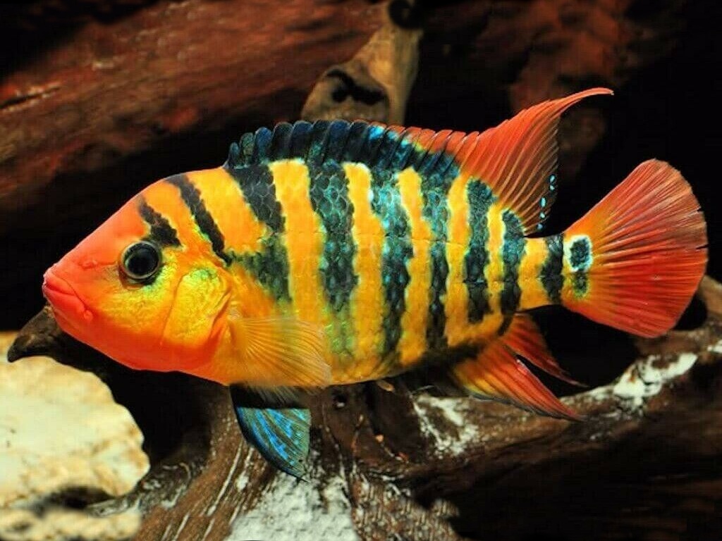 Cichlasoma festae.jpeg