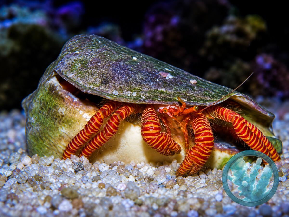 Ciliopagurus strigatus.jpeg