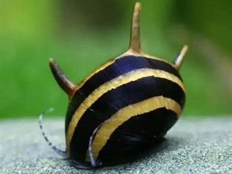 Clithon diadema.jpeg