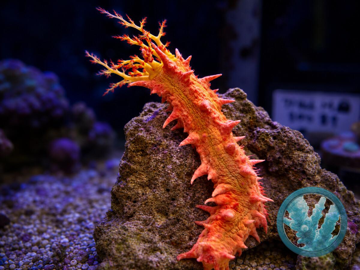 Colochirus crassus.jpeg
