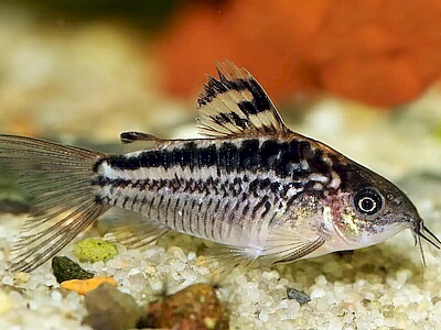 Corydoras elegans.jpeg