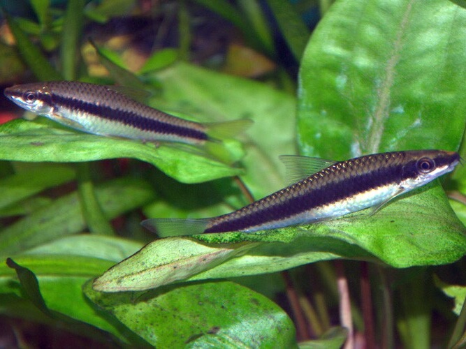 Crossocheilus siamensis.jpeg