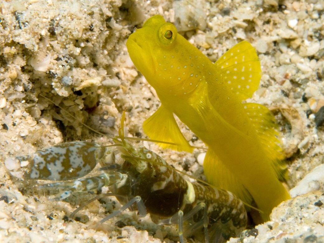 Cryptocentrus cinctus + Alpheus.jpeg