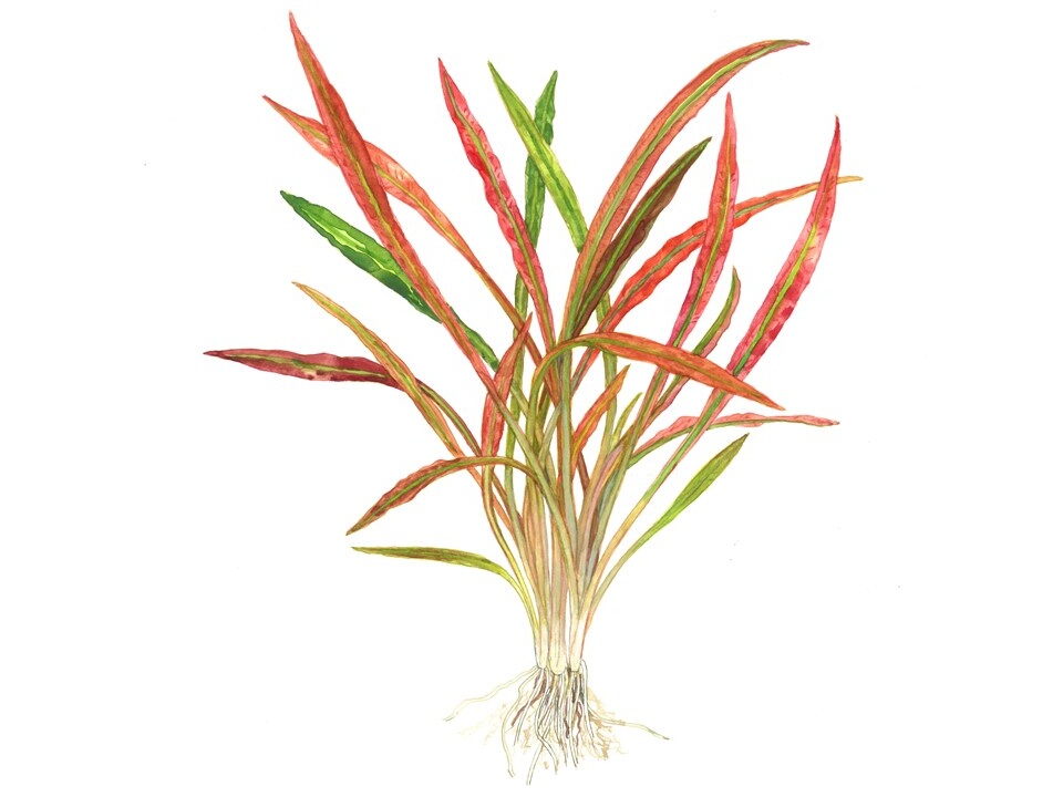 Cryptocoryne spiralis 'Red' 02.jpeg