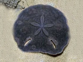 Echinodiscus-spp.jpeg