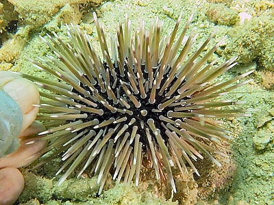 Echinometra-mathaei.jpeg
