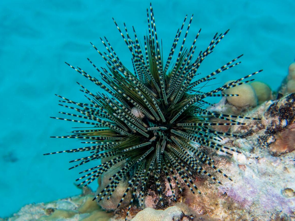 Echinothrix calamaris 03.jpeg