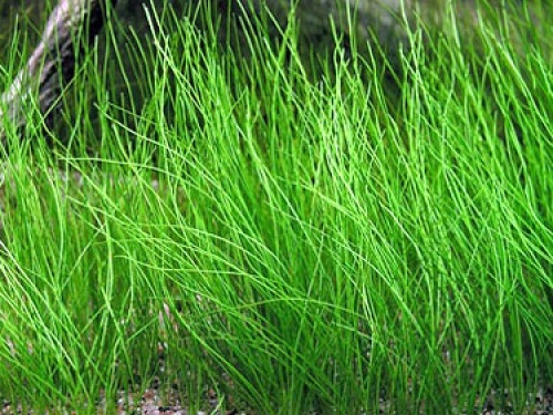 Eleocharis acicularis.jpeg