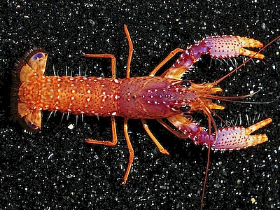 Enoplometopus-daumi.jpeg