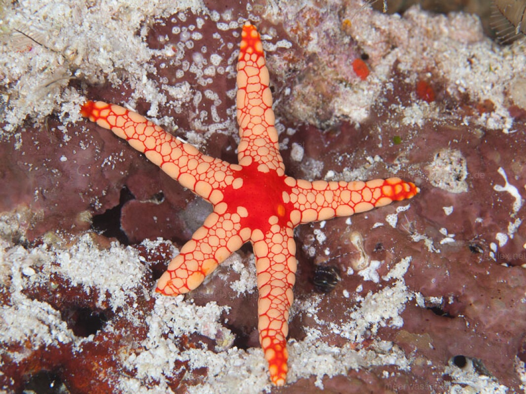 Fromia-nodosa.jpeg