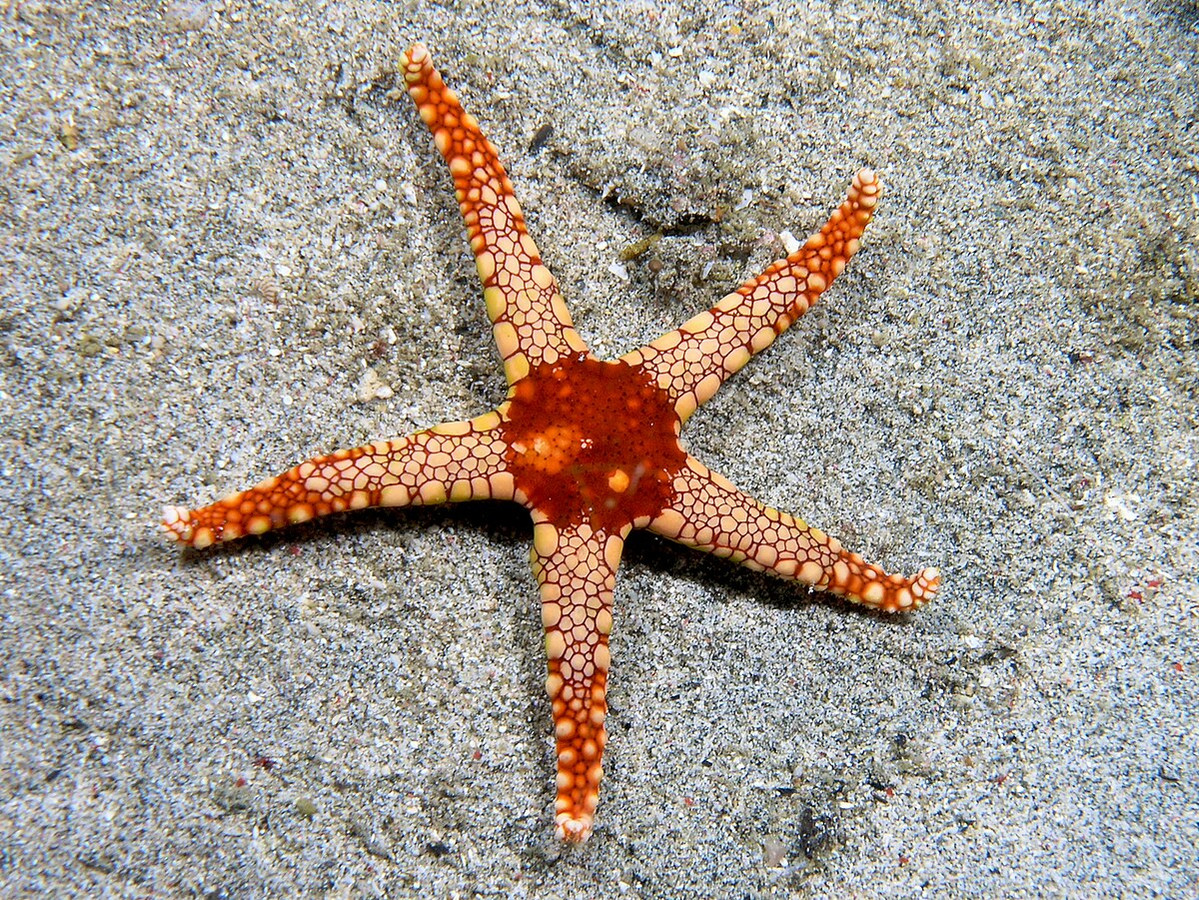 Fromia monilis.jpeg