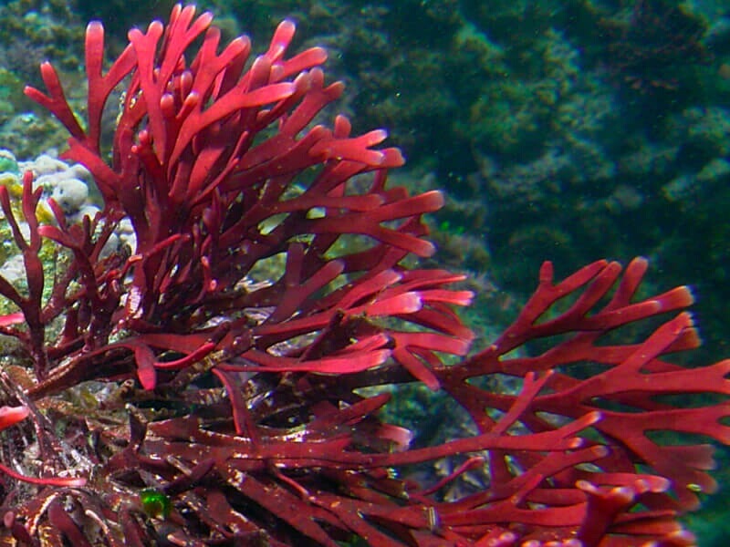 Galaxaura marginata.jpeg