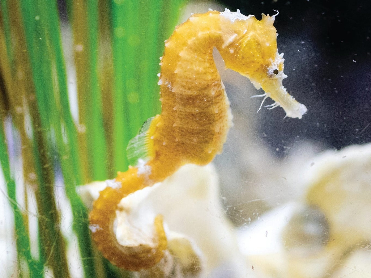 Hippocampus-erectus.jpeg